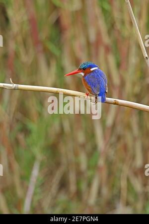 Malachite Kingfisher (cristata di Corythornis) adulto appollaiato su stelo Kruger NP, Sudafrica Novembre Foto Stock