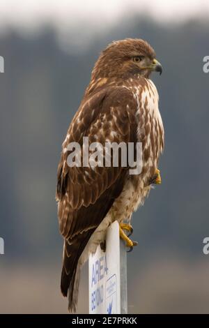 Falco dalla coda rossa (Buteo jamaicensis), Ridgefield National Wildlife Refuge, Washington Foto Stock