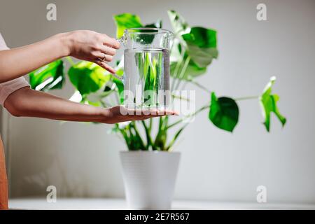 Le mani della donna tengono la caraffa dell'acqua davanti a bello sano monstera in una pentola Foto Stock