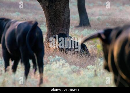 Primo piano di un toro da combattimento spagnolo circondato da alberi in spagnolo Dehesa, Salamanca, Spagna Foto Stock