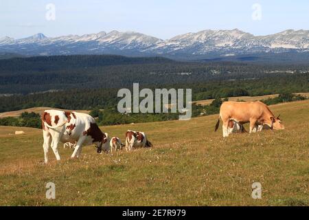 Con il Vercors sullo sfondo, una piccola mandria di mucche pazza sul grande prato del monte Beure, una zona di pascolo estivo (Vercors, Francia) Foto Stock