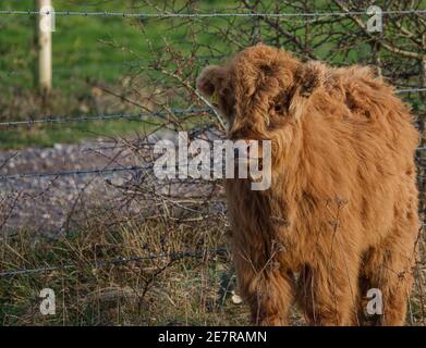 uno splendido polpaccio scozzese rosso che cammina fissando davanti Foto Stock