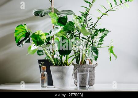 Mini giardino con grandi piante in vaso. Monstera e altri tipi. Caraffa d'acqua davanti. Foto Stock