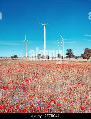 Turbine eoliche moderne in campo fiorito con papavero rosso e fiori di mais blu in piena fioritura. Erba gialla d'autunno. Energia verde alternativa, ecocompatibile Foto Stock