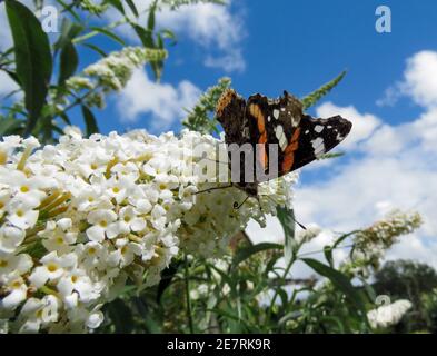 tortoiseshell farfalla di alimentazione su buddleja bubush profondo cielo blu Foto Stock