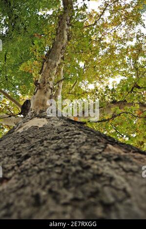 Vista dal basso di una grande quercia secolare in autunno. In verticale Foto Stock