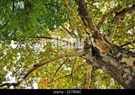 Vista dal basso di un grande tronco di una vecchia quercia nel parco nella stagione autunnale Foto Stock