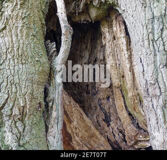 all'interno della cavità di un enorme querce Foto Stock