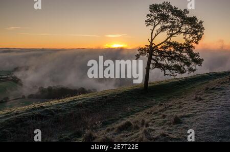 Vista del pino soleggiato scozzese e del sole mattutino invernale che appare sopra la nebbia riempita Pewsey vale da Martinsell Hill, Wiltshire, North Wessex Downs AONB Foto Stock