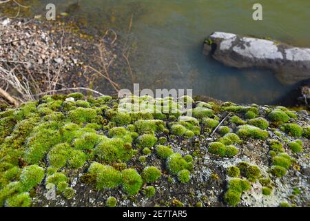Muschio sulla riva del fiume (Bryophyta sensu stricto). Vecchia passerella di una diga sul fiume Cidacos coperto di muschio. Foto Stock