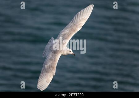 Islanda Gull 1° inverno in ali di volo aperte Foto Stock