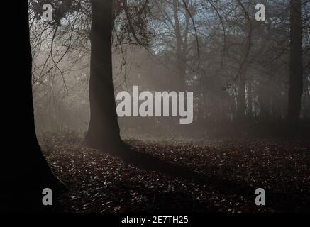 bella scena di bosco invernale come raggi di sole illuminare la nebbia Foto Stock