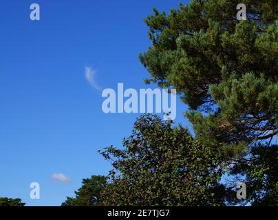 Bellissimi alberi di pino contro un cielo blu e un sussurro nuvola bianca Foto Stock