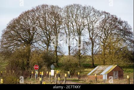 un cono di querce inglesi invernali contro un blu cielo e un edificio di mattoni da un carro armato che attraversa Foto Stock