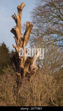 resti di un albero morto con stand in legno marcio esposto marrone dorato alla luce del sole d'autunno Foto Stock