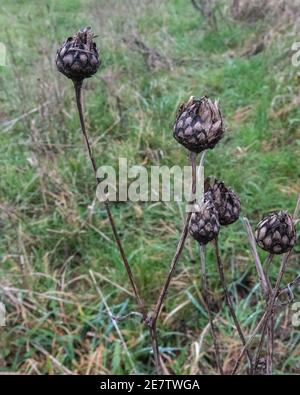 bei thistles autunnali con colori rustici nei loro ultimi giorni Foto Stock