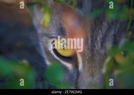 La giovane tigre ha spogliato il gattino con occhi gialli che cercavano e sono stati salvati da Feline Network della contea di SLO in California Foto Stock