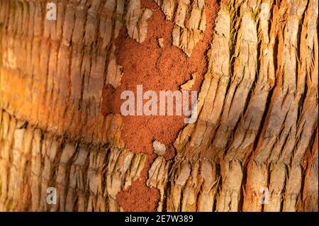 Una copertura protettiva fatta di terra e fango su un tronco d'albero che forma tubi fatti da termiti, Kenya, Africa orientale Foto Stock