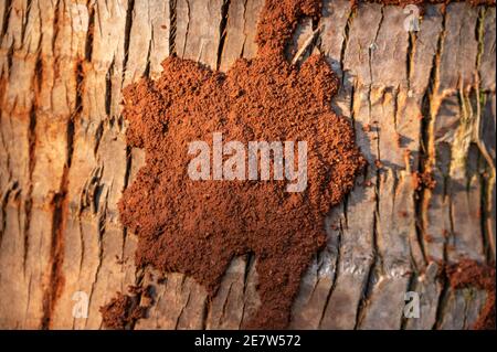 Una copertura protettiva fatta di terra e fango su un tronco d'albero che forma tubi fatti da termiti, Kenya, Africa orientale Foto Stock