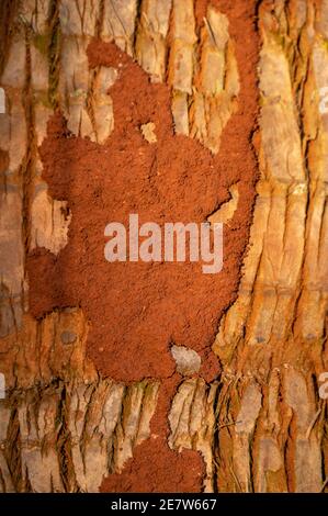 Una copertura protettiva fatta di terra e fango su un tronco d'albero che forma tubi fatti da termiti, Kenya, Africa orientale Foto Stock