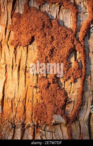 Una copertura protettiva fatta di terra e fango su un tronco d'albero che forma tubi fatti da termiti, Kenya, Africa orientale Foto Stock