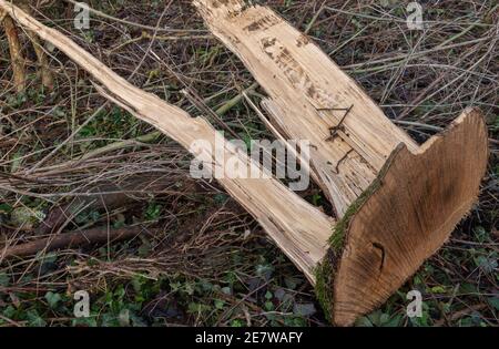 decapitato da un albero di cenere malato gelificato Foto Stock