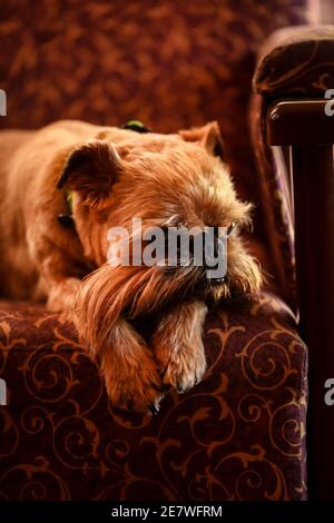 Colpo verticale di un cane marrone che posa bello su un divano Foto Stock