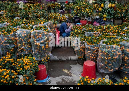 Un venditore ha visto prendere una pausa pranzo come è circondato da alberi di kumquat, anche noto come alberi di mandarino, al mercato dei fiori durante i preparativi per il prossimo cinese lunare nuovo anno Ox vacanze. Foto Stock