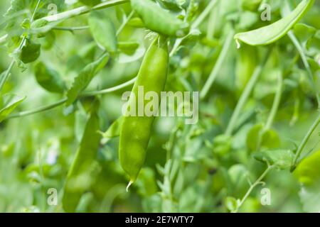 Mangetout, piselli da neve cinesi, pisello Carouby de Maussane o tout mange che cresce in un giardino, Regno Unito Foto Stock