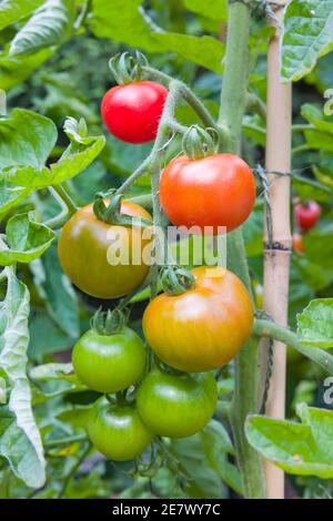 I pomodori Cordon (indeterminati) maturano sulla vite, coltivando in un giardino in Inghilterra, Regno Unito Foto Stock