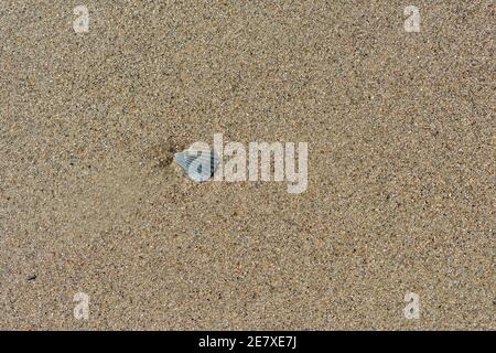 Una piccola conchiglia sulla sabbia della spiaggia mostra una spirale di Fibonacci. Foto Stock