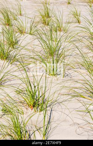 L'erba di mare è strategicamente piantata in dune di sabbia per aiutare a prevenire l'erosione della spiaggia. Foto Stock