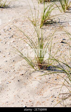 L'erba di mare è strategicamente piantata in dune di sabbia per aiutare a prevenire l'erosione della spiaggia. Foto Stock