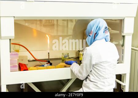 Scienziata musulmana femminile che lavora sotto la cappa a flusso laminare o cabinet in laboratorio moderno. Microbiologo che diffonde mediio liquido su performina di agar Foto Stock