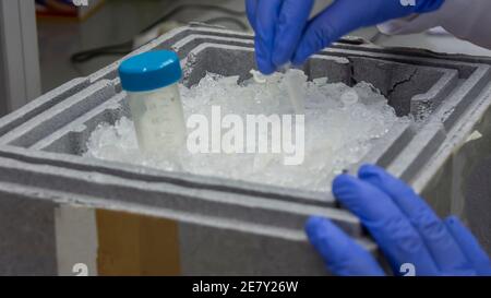 Contenitore per ghiaccio da laboratorio con provette piccole e tubo falcone. Scienziato che esegue analisi di biologia molecolare in laboratorio Foto Stock