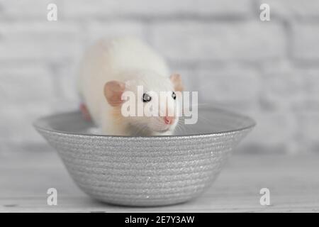 Un simpatico ratto decorativo bianco si siede su un piatto grigio. Primo piano ritratto di un roditore su sfondo bianco Foto Stock