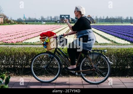 Donna anziana in Olanda che guida una bicicletta mentre è in movimento Telefono con tulipano olandese campi in background Foto Stock