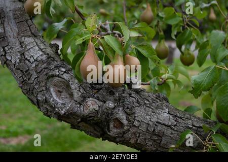 Raccolto abbondante di pere mature che crescono su albero di frutta in frutteto. Foto Stock