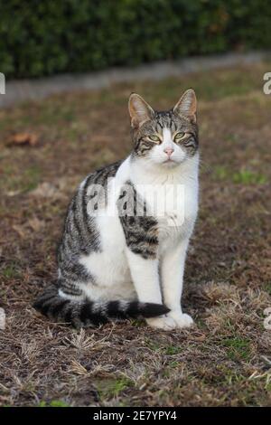 Bel ritratto di gatto, colore bianco e grigio, bambino e riposo all'aperto. Foto Stock