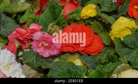 Begonias tuberose, Begonia. Fiori bianchi, rosa, gialli per balcone, parco, camere giardino primo piano Fiori sfondo Foto Stock