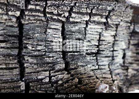 Legno bruciato, grigio bella cenere - sfondo, texture primo piano Foto Stock