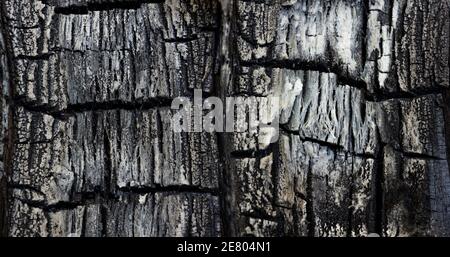 Legno bruciato, grigio bella cenere - sfondo, texture primo piano Foto Stock