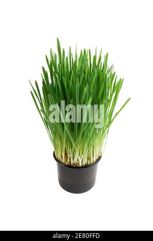 erba di grano fresca isolata su sfondo bianco. erba di grano per la medicina detox e la sanità. germogli di grano verde primo piano Foto Stock