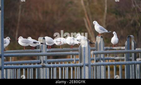 Gabbiani a testa nera si siedono su una ringhiera vicino al fiume meno A Rüsselsheim (Germania) Foto Stock