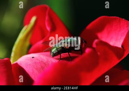 Una mosca verde oro lucido (Lucilia sericata) siede su una rosa rossa Foto Stock