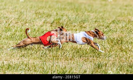 Due cani basenji in competizione nel campo verde su lure coursing concorrenza Foto Stock