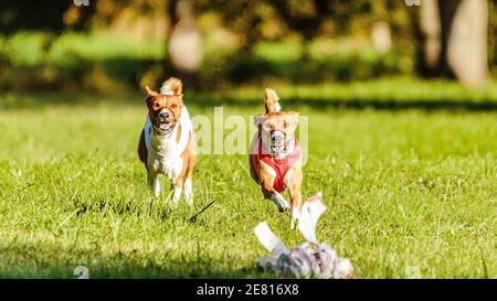 Due cani basenji in competizione nel campo verde su lure coursing concorrenza Foto Stock