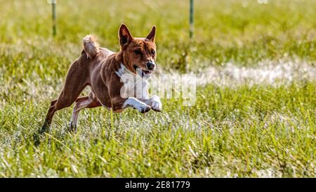 Il cane Basenji che corre sul campo su lure coursing concorrenza Foto Stock