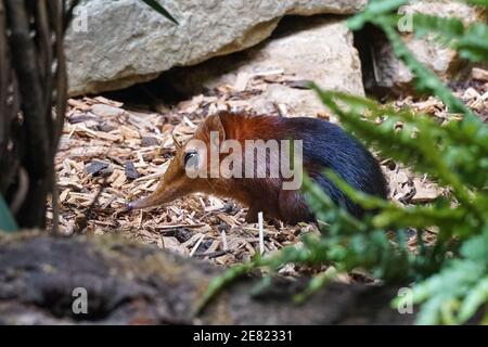 Elefante nero e rufoso shrew, Rhynchocyon petersi allo Zoo Antwerpen, Zoo di Anversa, Belgio Foto Stock