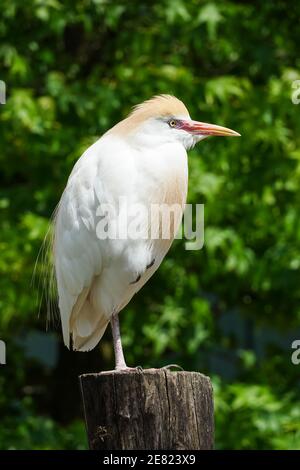 Garza di bestiame, Bubulcus ibis, una specie di airone Foto Stock